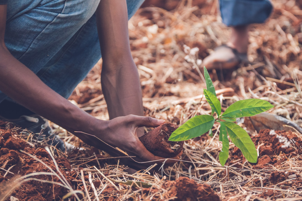 Picture of people planting a tree. (Photo: Gabriel P./Pixabay)