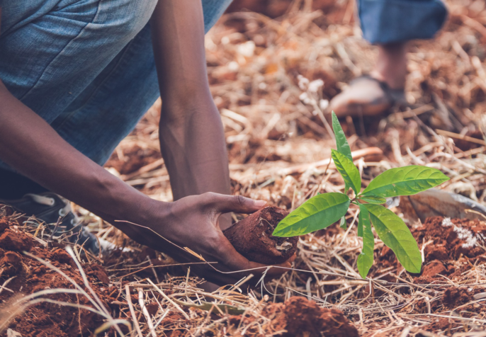 Picture of people planting a tree. (Photo: Gabriel P./Pixabay)