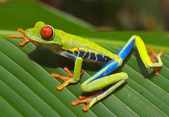 A Red-eyed Tree Frog in Costa Rica (photo credit: Wikimedia Commons)