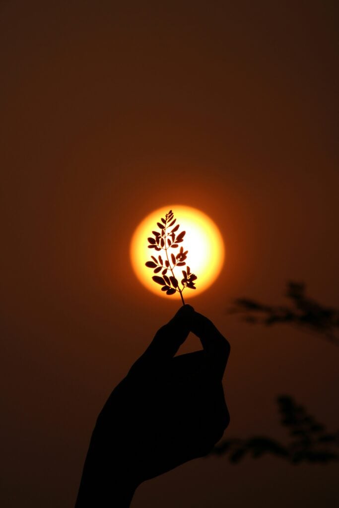 Plant in contrast with the sun held by a hand. Photo by Amal CR via Unsplash
