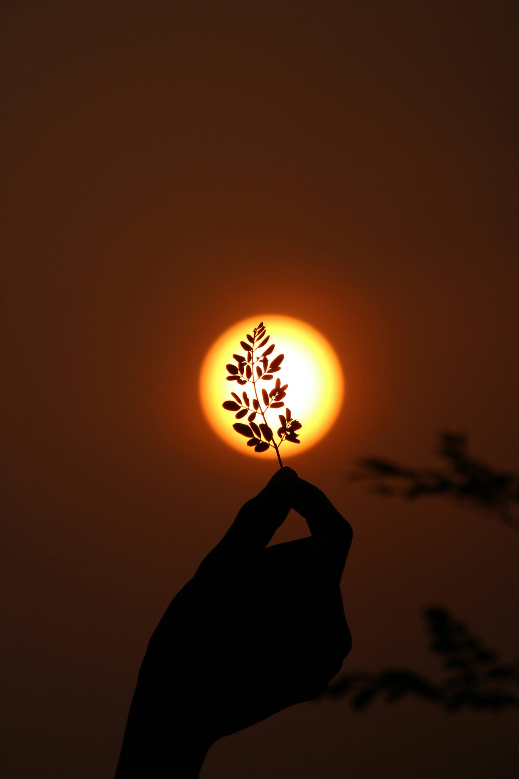 Plant in contrast with the sun held by a hand. Photo by Amal CR via Unsplash