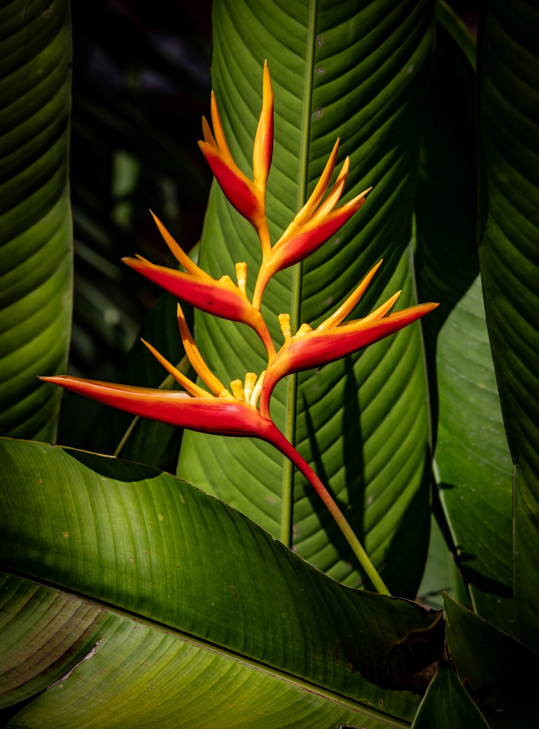 Photo of flower of paradise by Bernd Dittrich via unsplash