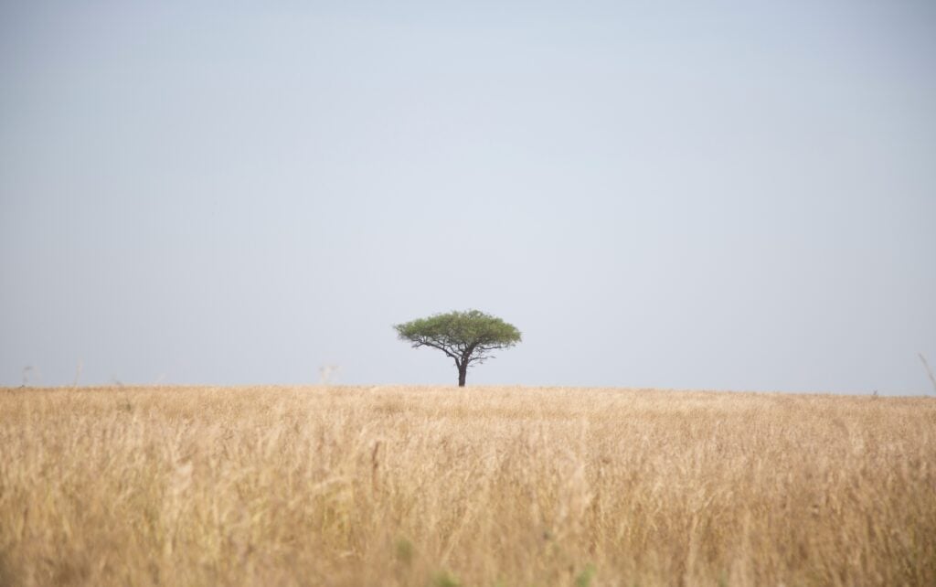 Lonely tree in the horizon Uganda, photo by Sam Balye via Unsplash