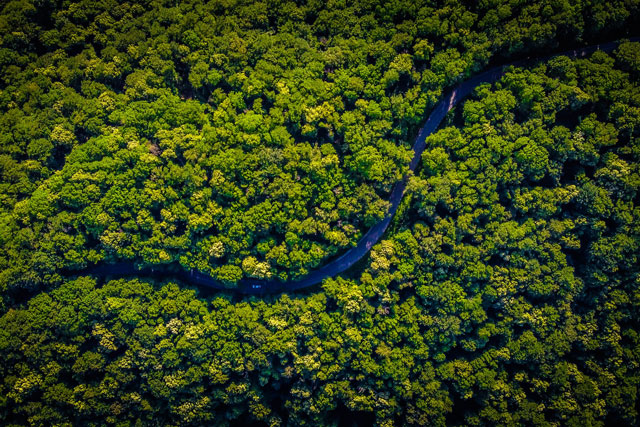 river through forest (photo credit: unsplash.com)